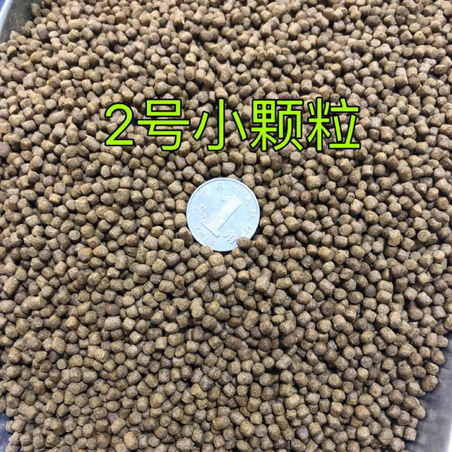 ເຕົ່າອ່ອນ, ອາຫານເຕົ່າ, ເຕົ່ານ້ຳ, ລູກປານ້ຳ, ອາຫານເຕົ່ານ້ອຍ, ເຕົ່າມຸກ, ອາຫານເຕົ່າລອຍ 40 ໂຕ