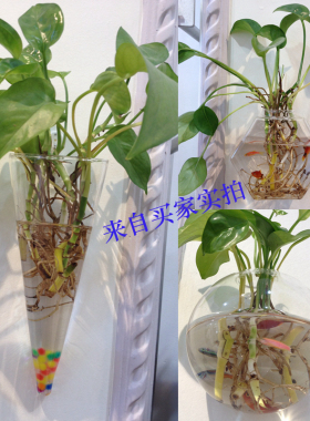 壁挂花瓶玻璃创意客厅水培墙上