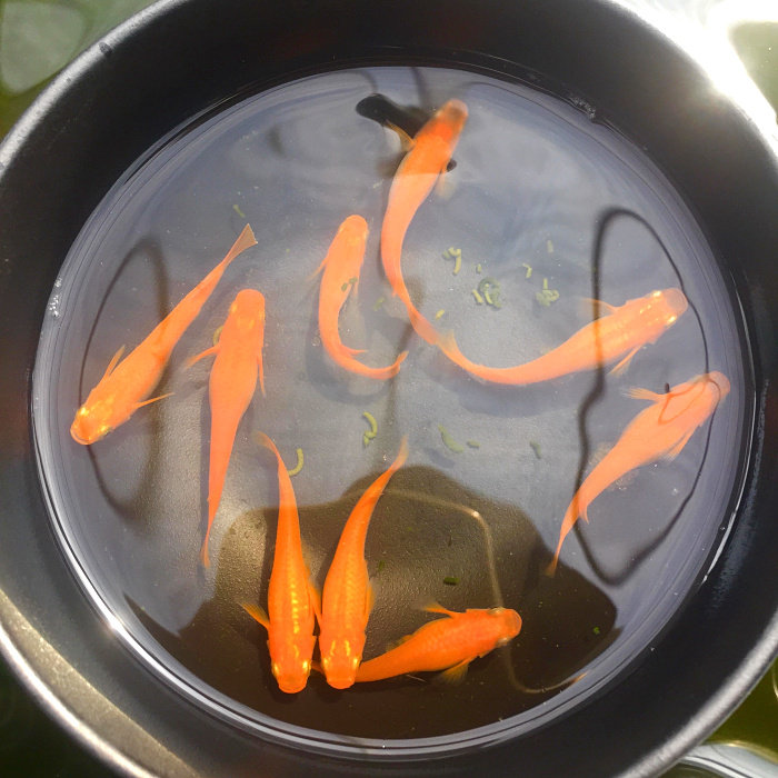 观背青鳉锦鳉鱼活体观赏冷水鱼苗魔法鱼原生群游锦鲤小型好养淡水 小楼水族 淘优券