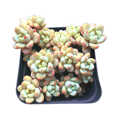 劳尔白霜蓝豆焦糖精灵达摩福娘群生带香味多肉小苗超大老桩植物精 虎窝淘