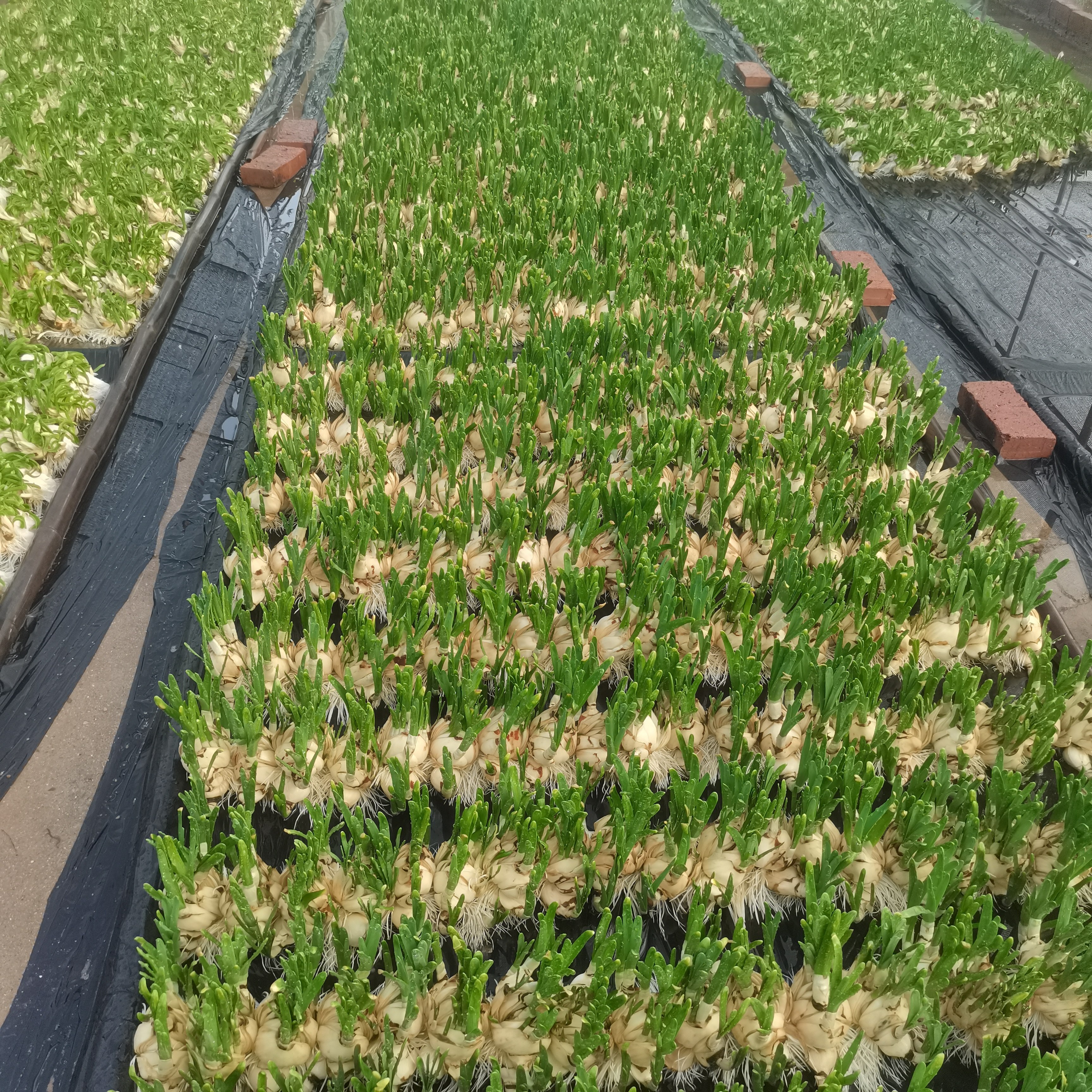 水仙花种球水培植物室内花卉盆栽水养年宵花好养易活,淘宝优惠券,粉丝福利购,淘宝优惠卷