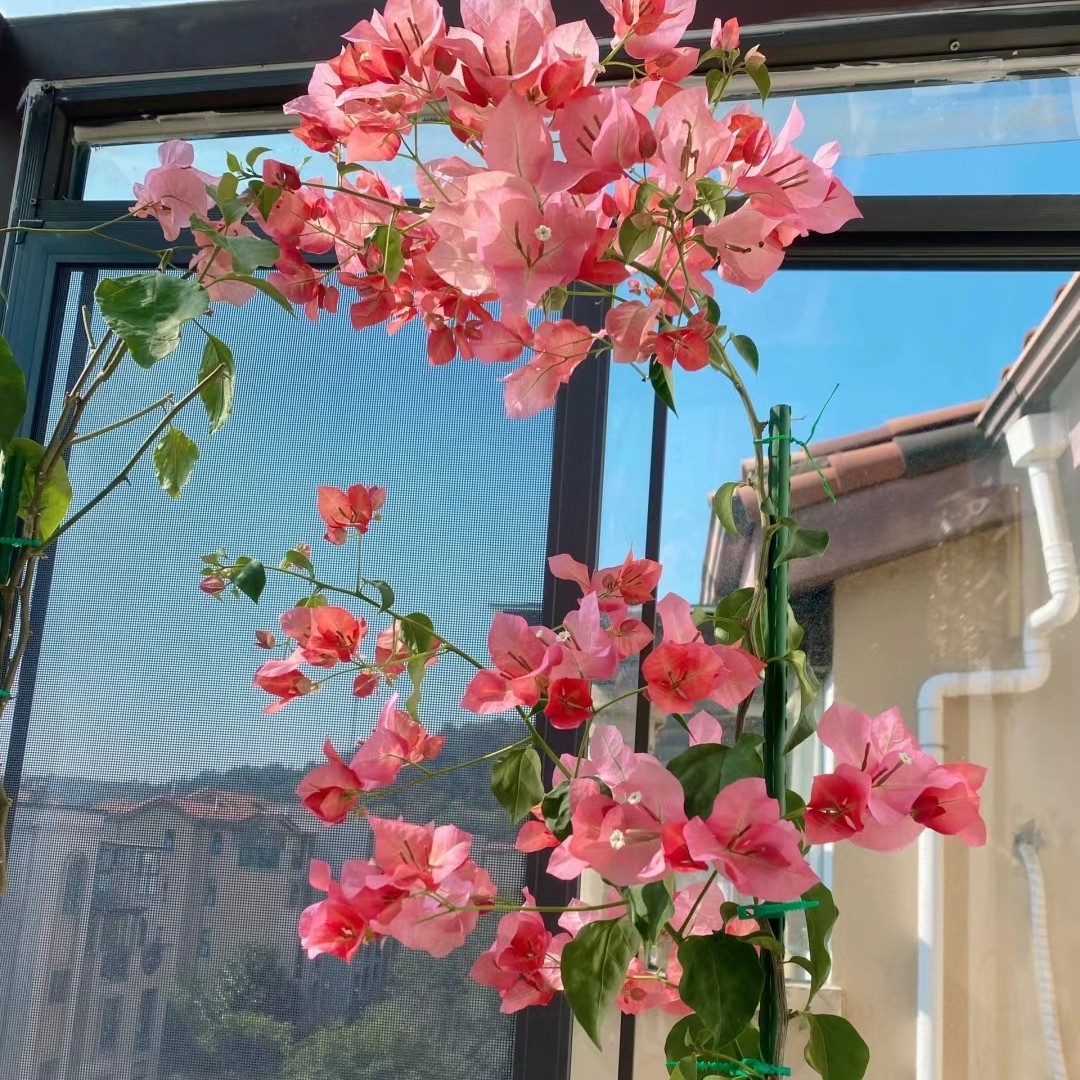 三角梅不甜西瓜苏瓦娜金心橙白粉天使波伊斯玫瑰阳台花园庭院植物,淘宝优惠券,粉丝福利购,淘宝优惠卷