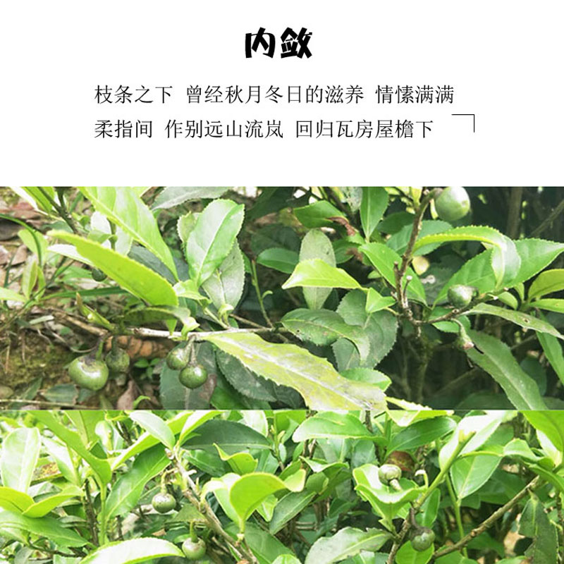 福鼎白茶籽老树菜茶日晒风干推荐净重100克罐装无蒸煮2020年晒制-图0