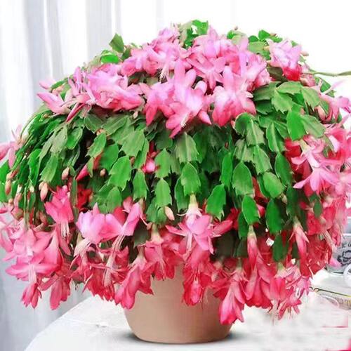 蟹爪兰花苗盆栽带花苞四季开花重瓣好养易活耐寒耐旱室内花卉客厅 - 图2