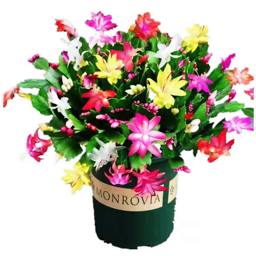 蟹爪兰花苗盆栽带花苞四季开花重瓣好养易活耐寒耐旱室内花卉客厅 - 图3