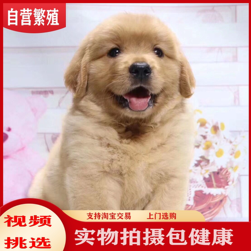 纯种金毛幼犬活体金毛犬狗金毛犬家养金毛犬黄色拉布拉多犬宠物狗