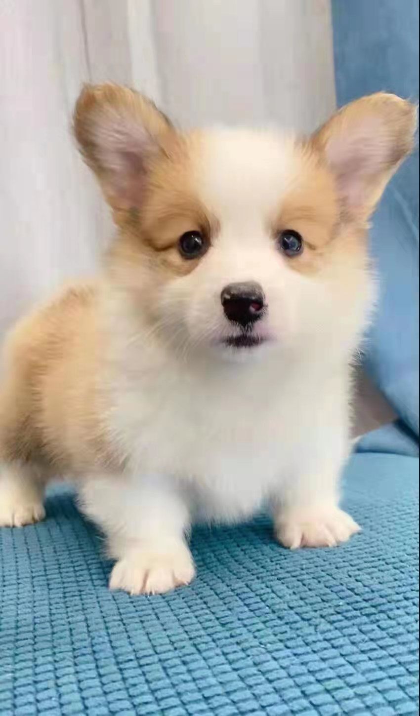 纯种威尔士小短腿柯基幼犬长毛柯基犬双色三色柯基犬货到付款_虎窝淘