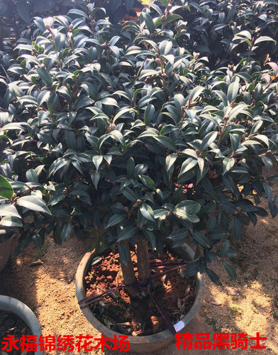 黑骑士茶花名贵高档精品花卉带花苞实物拍摄产地直销正品特价包邮 - 图3