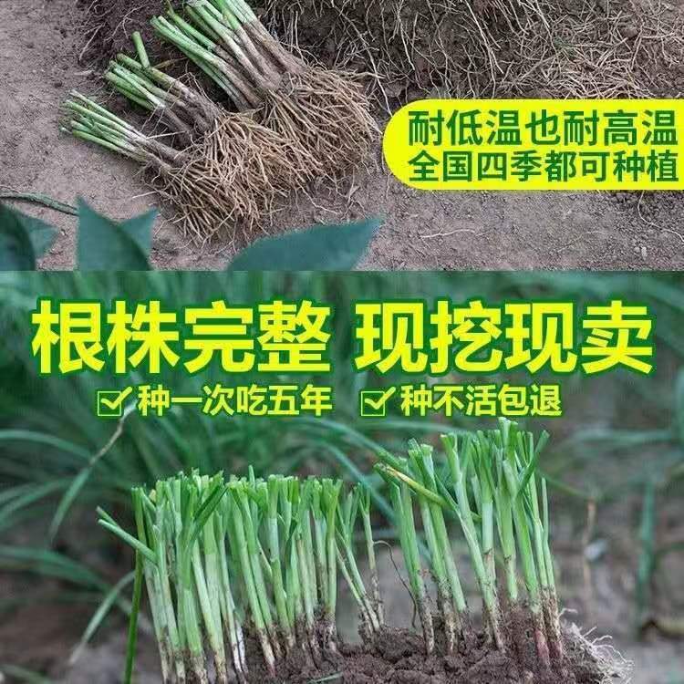 小叶香韭菜根苗现挖紫根宽叶韭菜苗阳台盆栽蔬菜苗种籽耐热寒种子-图2