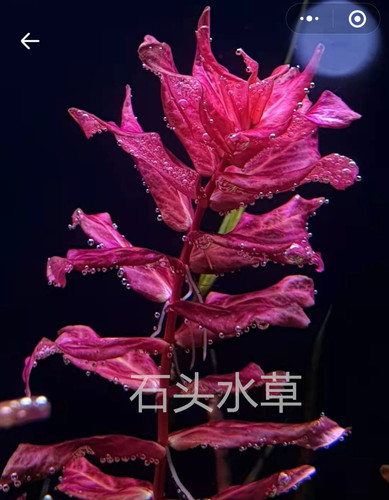 红蝴蝶水草精品阳性草水下叶水草淡水植物荷兰景迷你红蝴蝶青蝴蝶 - 图1