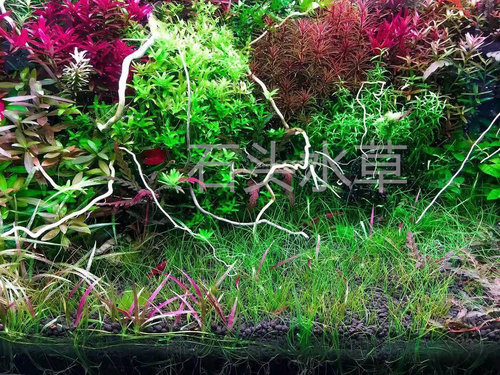 红针叶皇冠宽叶针叶皇冠稀有水草前景红草ada水草造景迷你小水兰 - 图0