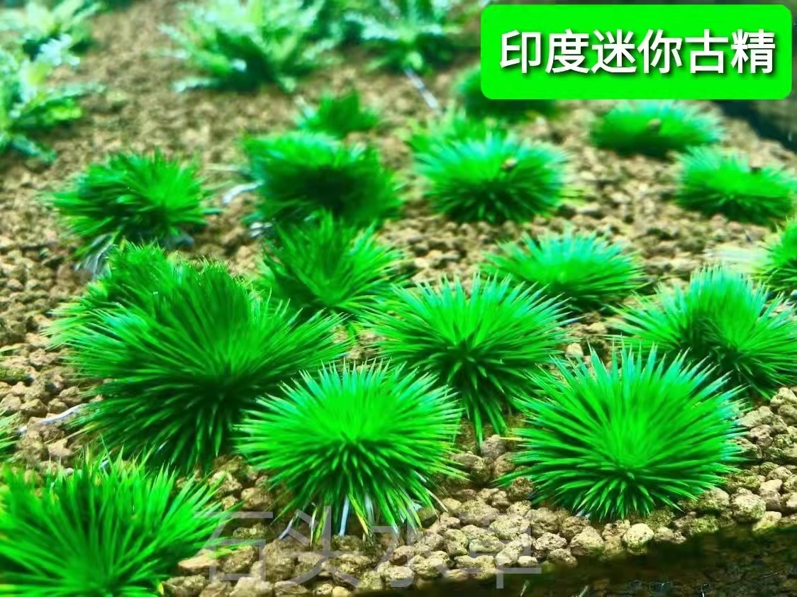 古精类水草茨城古精国王古精线叶古精宽叶古精南美细叶古精合集-图0