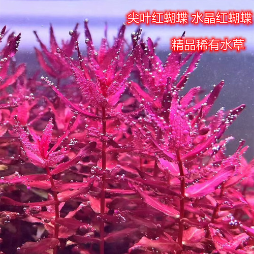红蝴蝶水草精品阳性草水下叶水草淡水植物荷兰景迷你红蝴蝶青蝴蝶 - 图2