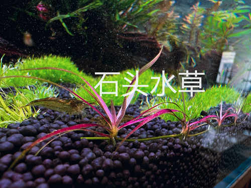 红针叶皇冠宽叶针叶皇冠稀有水草前景红草ada水草造景迷你小水兰 - 图1