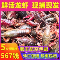 Crayfish live 567 tons of money 5 catties of fresh Hongzingegold Lake large lobster green shell live shrimp red shell shrimp freshwater shrimp lake shrimp