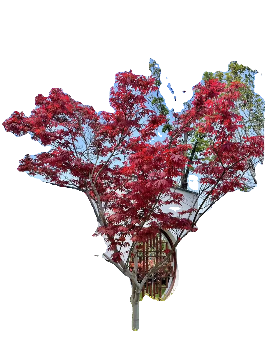 庭院别墅日本红枫树苗中国红舞姬名贵造景大树盆景花卉植物四季红 - 图3