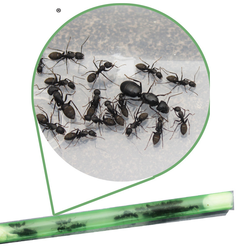 弓背蚁幼儿园小学生物观察工坊家园窝屋活体蚂蚁城堡科学试验教具-图2