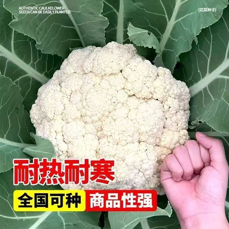 【寿光直发】西兰花苗花菜苗绿甘蓝蔬菜苗西蓝苔秧苗四季秋冬种苗,淘宝优惠券,粉丝福利购,淘宝优惠卷