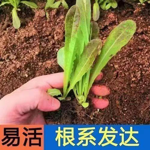蔬菜苗窝笋苗小苗莴笋秧苗四季莴苣秧苗幼苗栽苗秋冬季菜苗莴笋苗