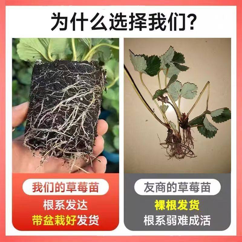 【山东直发】四季草莓苗奶油红颜草莓秧大棚种植草莓盆栽当年结果,淘宝优惠券,粉丝福利购,淘宝优惠卷