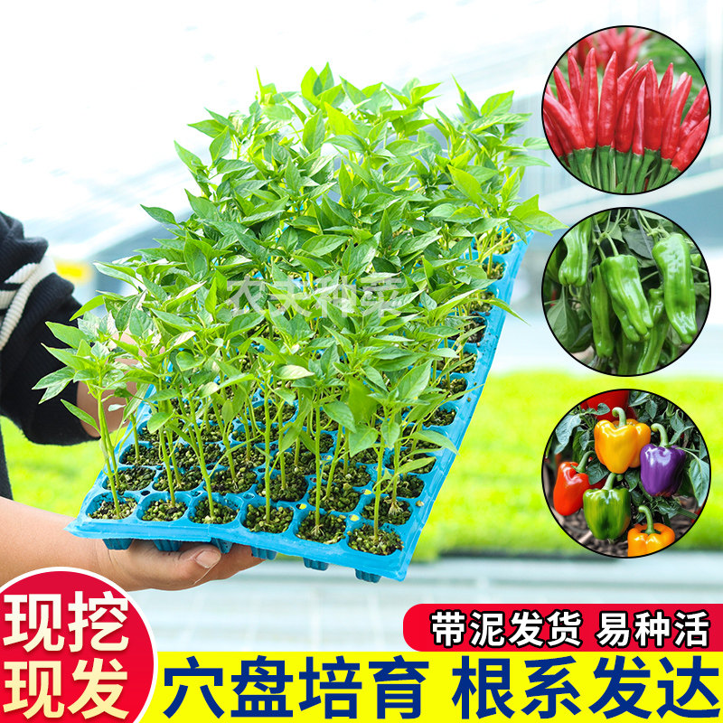 辣椒苗秧苗皱薄皮甜椒线椒树苗蔬菜苗樟树港茄子南方番茄盆栽种苗,淘宝优惠券,粉丝福利购,淘宝优惠卷