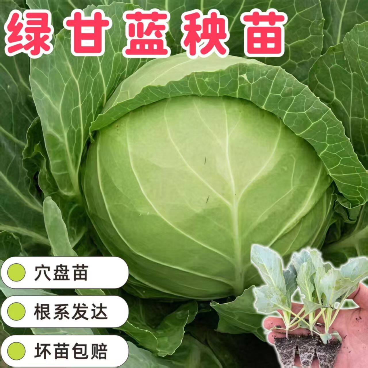 【寿光直发】西兰花苗花菜苗绿甘蓝蔬菜苗西蓝苔秧苗四季秋冬种苗,淘宝优惠券,粉丝福利购,淘宝优惠卷