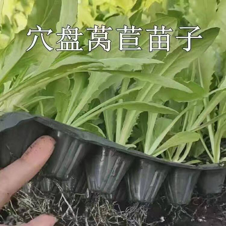 蔬菜苗窝笋苗小苗莴笋秧苗四季莴苣秧苗幼苗栽苗秋冬季菜苗莴笋苗