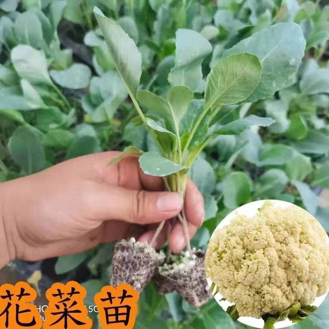【寿光直发】花菜苗有机花菜秧苗西兰花苗牛心苗芹菜苗耐寒叶菜苗,淘宝优惠券,粉丝福利购,淘宝优惠卷
