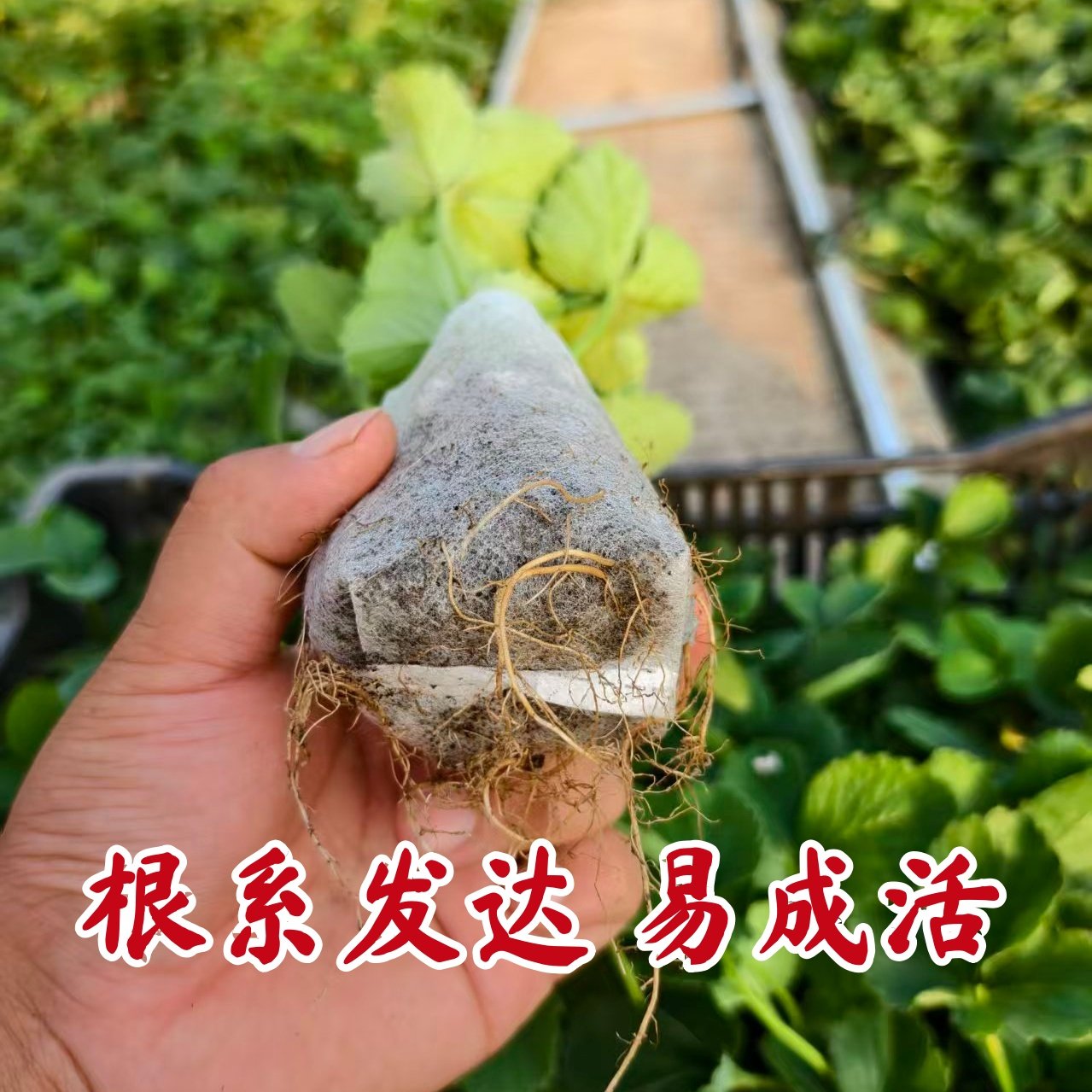 【山东直发】四季草莓苗奶油红颜草莓秧大棚种植草莓盆栽当年结果,淘宝优惠券,粉丝福利购,淘宝优惠卷