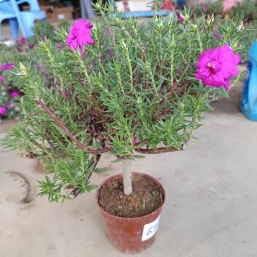 花期长重瓣太阳花玫红王老庄品种盆景带根原土发货直播选货好养 - 图0