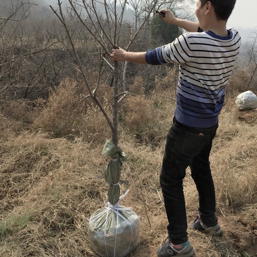 陕西临潼柿子树果苗盆栽地栽南北方种植庭院果树火晶柿火罐柿树苗 - 图3