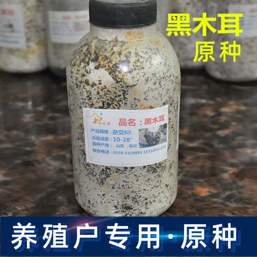 食用菌黑木耳菌种栽培种一级种二级种三级种椴木木头菌种母种试管 - 图1