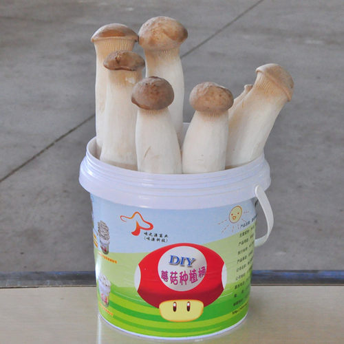 DIY种植桶食用菌盆栽菌包种蘑菇包邮平菇家庭阳台蘑菇种植菌种 - 图2
