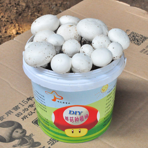 DIY种植桶食用菌盆栽菌包种蘑菇包邮平菇家庭阳台蘑菇种植菌种 - 图3