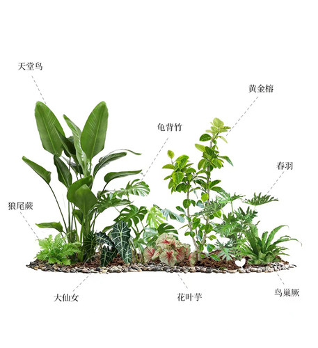 天堂鸟盆栽大型植物花卉绿植室内好养办公室客厅北欧大叶花 - 图1