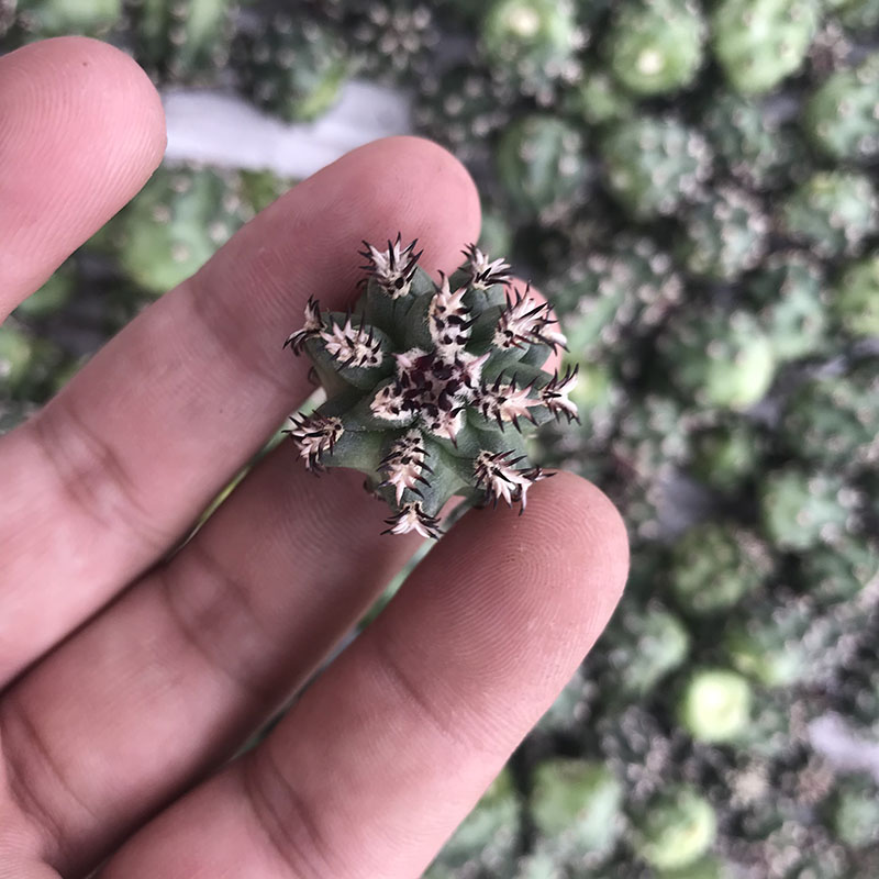 绿竹侧芽竹节型仙人球仙人柱程程柱青花虾开绿花可用嫁接繁殖自根 - 图2