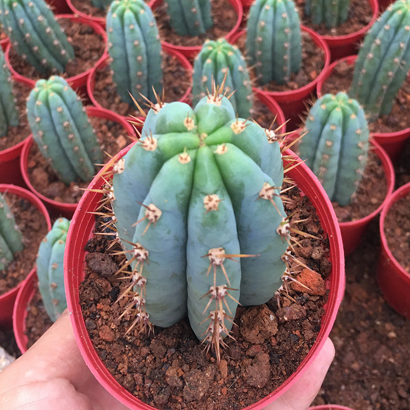 柱类仙人掌多闻柱盆栽防辐射吸收甲醛仙人球耐寒嫁接易养有根花卉