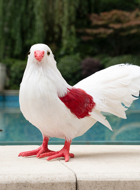 【仿真鸽子】白鸽婚庆道具和平鸽摆件模型真羽毛可悬挂仿真鸟标本