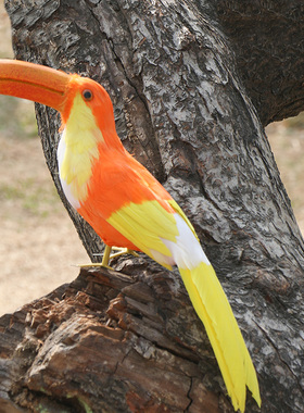 热销巴西羽毛仿真摄影活物大嘴鸟