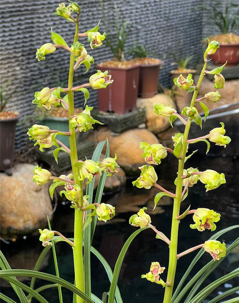 兰花苗蕙兰名品【大白菜】组培硬化一年半  花开浓香花卉绿植 - 图0