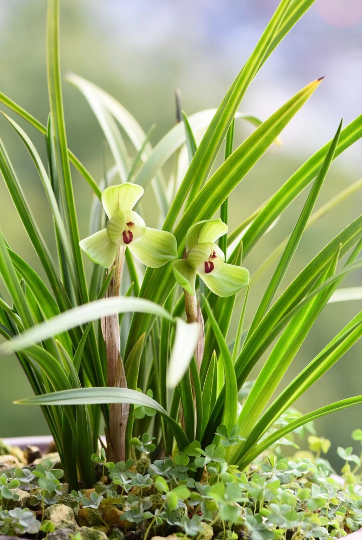 兰花苗春兰名品【美芬荷】硬化一年半  开花香开品正室内花卉绿植 - 图3