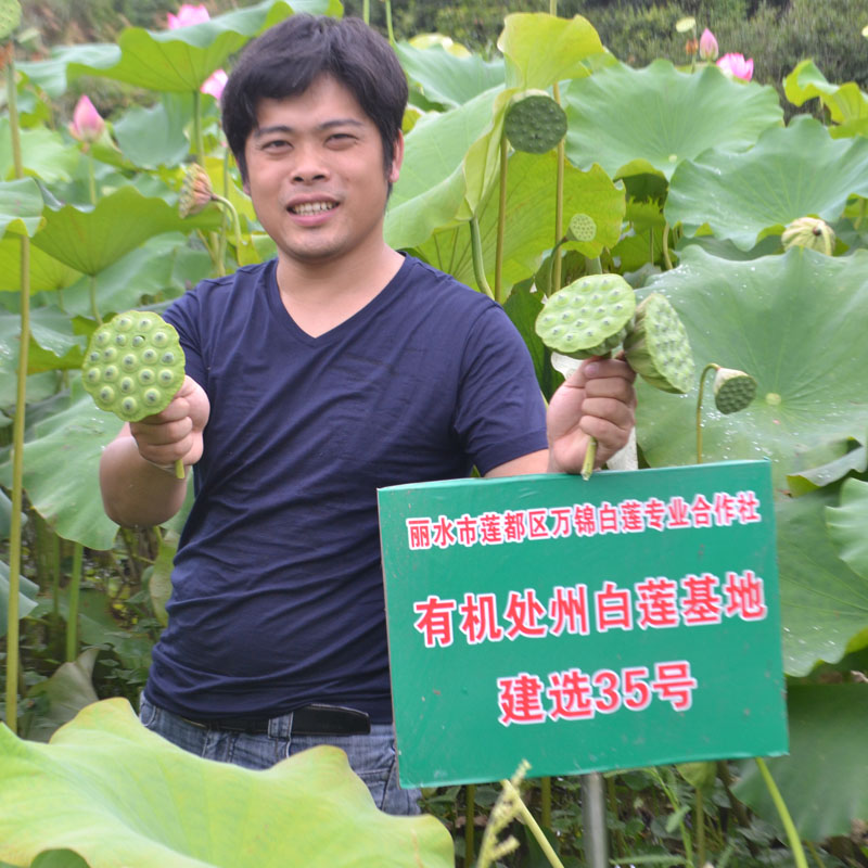 处州白莲通芯白皮莲子干货500g穿芯白莲子一烧即糯莲都土特产精选 - 图0