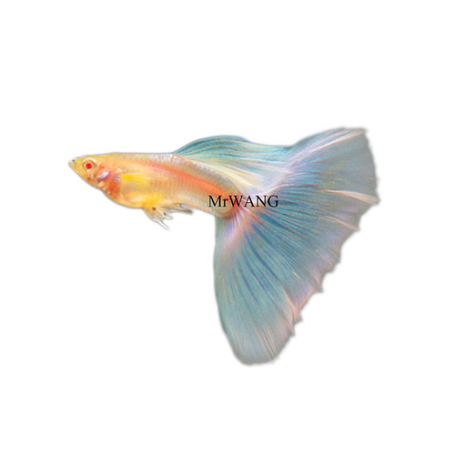 循鱼MrWang进口天空蓝白子大C绣球体蝶翼缎带孔雀鱼热带鱼淡水鱼 - 图3