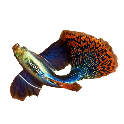 循鱼MrWang泰国进口精品大耳朵马赛克孔雀鱼热带鱼观背观赏鱼银背 - 图3