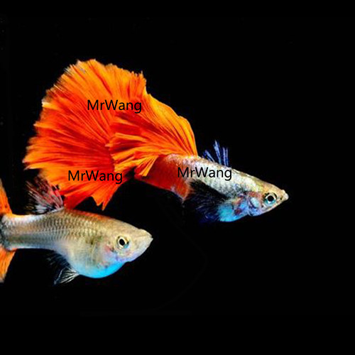 泰国进口白金红尾大耳朵精品孔雀鱼观赏热带鱼观背孔雀鱼满鳞银背 - 图1