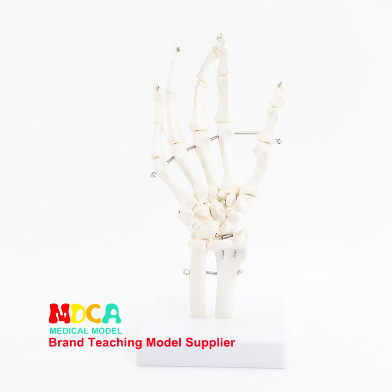 人体手脚骨模型医用动态关节骨骼可活动教具功能展示康复教学用具,淘宝优惠券,粉丝福利购,淘宝优惠卷