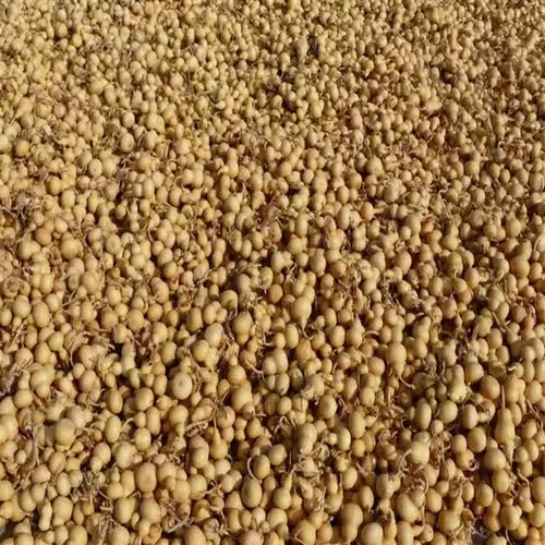 带龙头天然精品文玩小葫芦手捻美国葫芦家具挂件摆件铁包金手把件 - 图1