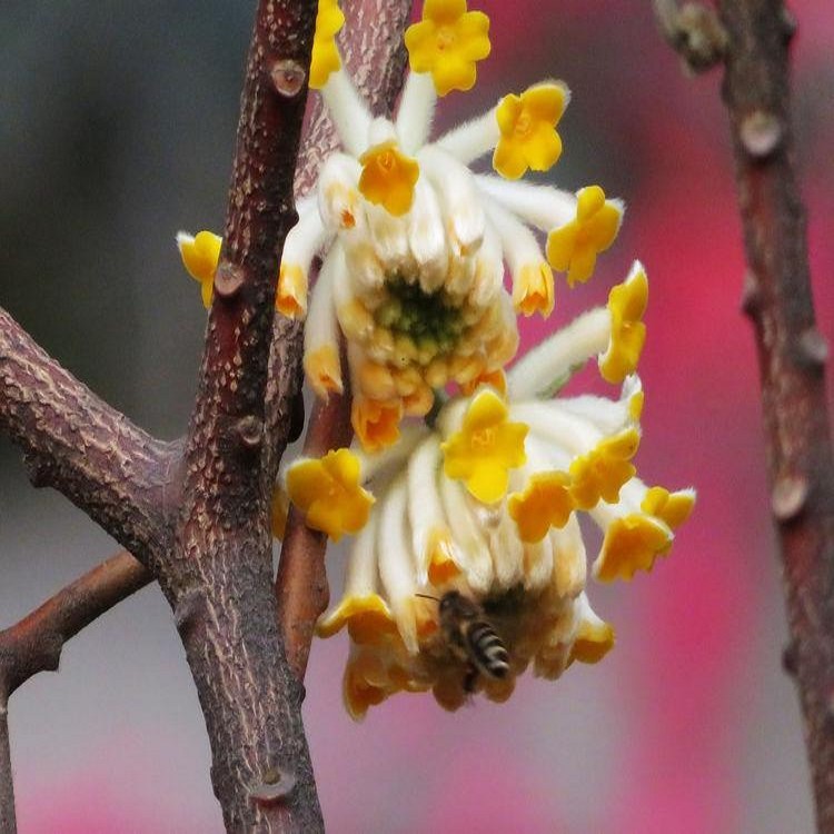 结香花苗丛生结香大苗耐寒浓香花卉植物庭院绿化喜花打结花梦冬花-图0