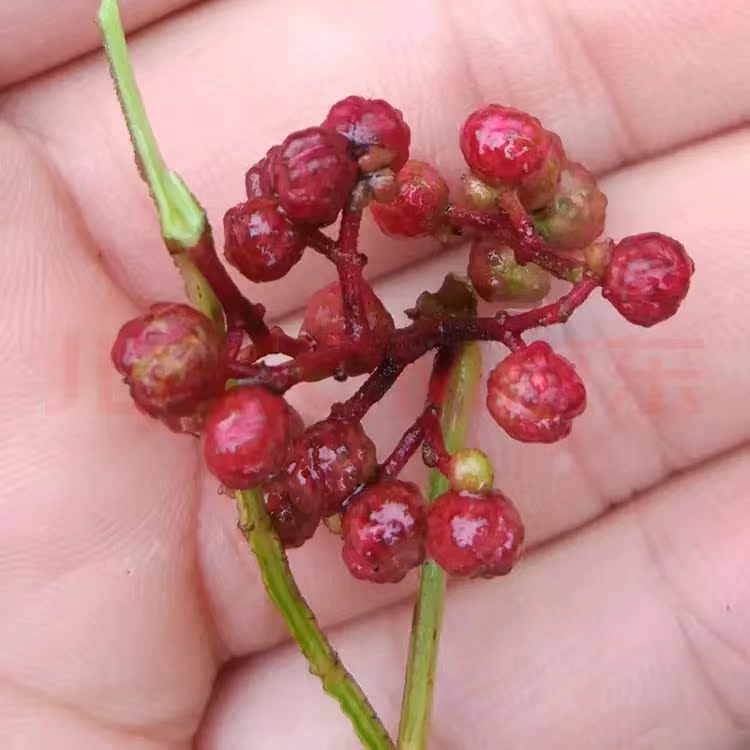 新鲜花椒天水大红袍花椒调味麻椒产地直发坏果包赔 - 图3