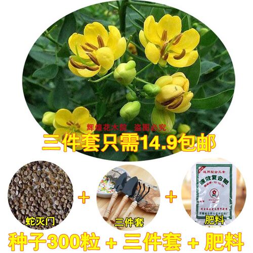 蛇灭门种子望江南野决明籽驱蛇草种孑凤凰草盆栽苗蛇灭门种籽花卉 - 图2